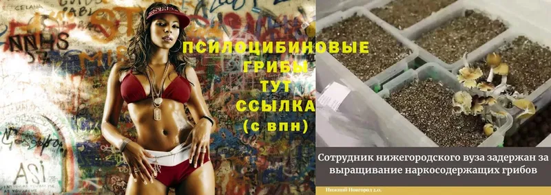 как найти наркотики  Высоковск  Галлюциногенные грибы Cubensis 